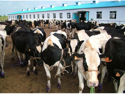 新疆某大型奶牛养殖场用电